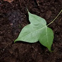 黄杨的苹果软件开发实证